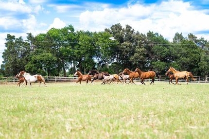 Horse Property in Henderson County, Texas