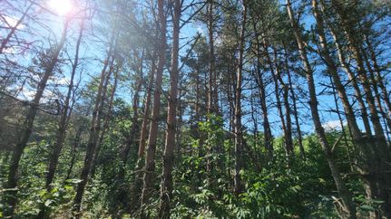 Land in Wexford County, Michigan