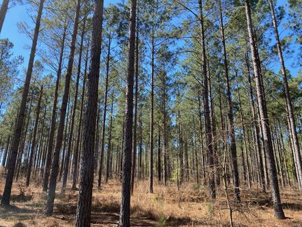 Undeveloped Land in Jefferson County, Georgia