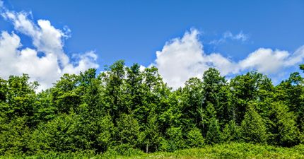 Farm and Ranch in Ashland County, Wisconsin