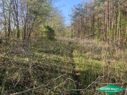 Timberland Property in Morehouse Parish, Louisiana