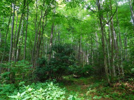 Recreational Property in Wilkes County, North Carolina