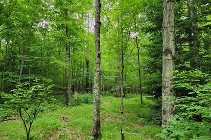 Timberland Property in Ashland County, Wisconsin