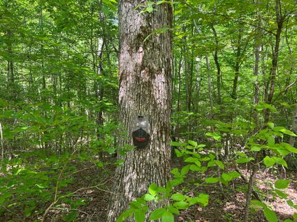 Undeveloped Land in Hardeman County, Tennessee