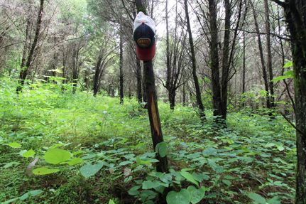 Timberland Property in Adams County, Ohio