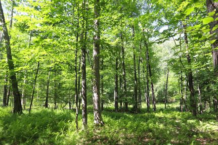Undeveloped Land in Rensselaer County, New York