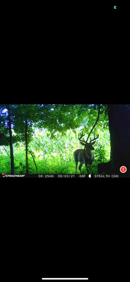 Undeveloped Land in Carlisle County, Kentucky