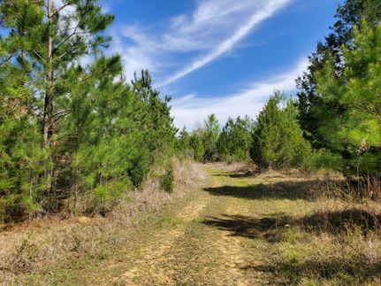 Timberland Property in Lowndes County, Alabama