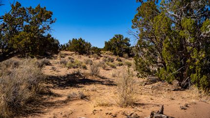 Undeveloped Land in Apache County, Arizona