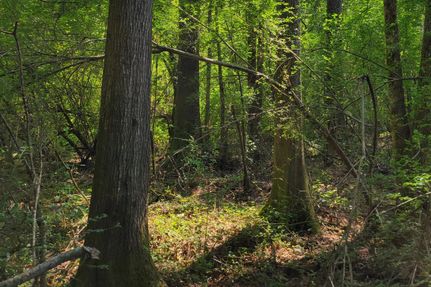 Land in Tangipahoa Parish, Louisiana