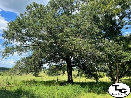 Undeveloped Land in Pike County, Alabama