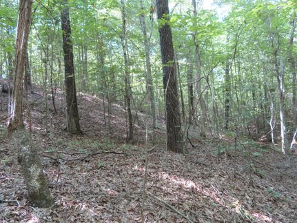 Undeveloped Land in Carroll County, Tennessee