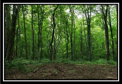 Undeveloped Land in Athens County, Ohio