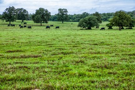 Undeveloped Land in Lee County, Texas