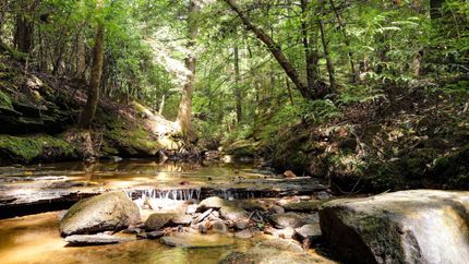 Hunting Property in Winston County, Alabama