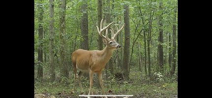 Undeveloped Land in Hopkins County, Kentucky