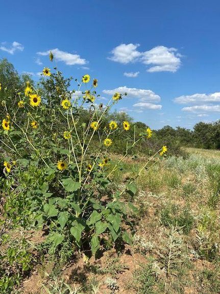 Farm and Ranch in Stephens County, Texas
