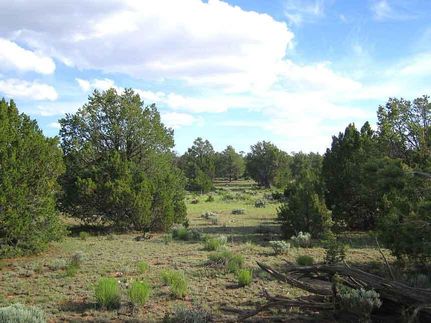Timberland Property in Apache County, Arizona