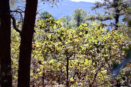 Undeveloped Land in Le Flore County, Oklahoma