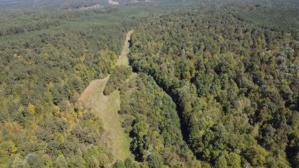 Timberland Property in Hardeman County, Tennessee