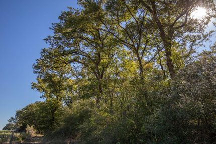 Timberland Property in Robertson County, Texas