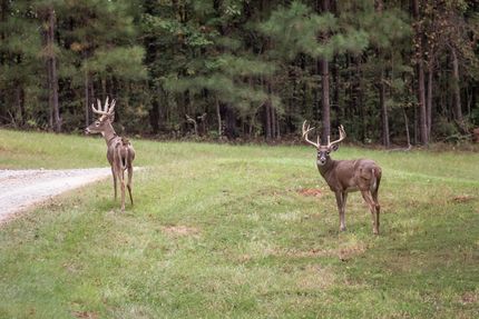 Farm and Ranch in Perry County, Alabama