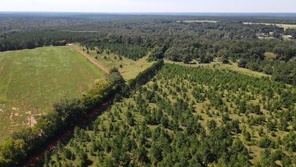 Timberland Property in Clay County, Georgia