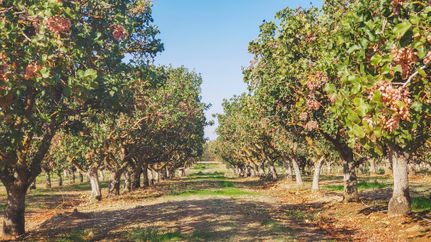 Land in Madera County, California