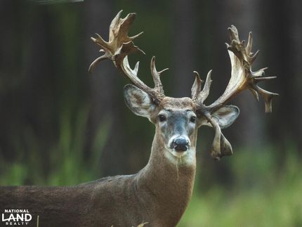 Land in Marengo County, Alabama