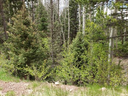 Hunting Property in Costilla County, Colorado