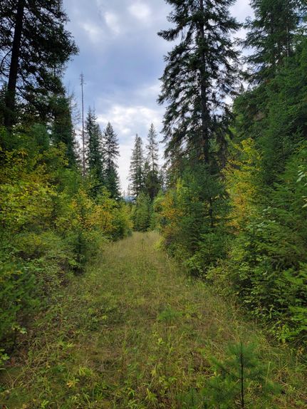 Timberland Property in Mineral County, Montana