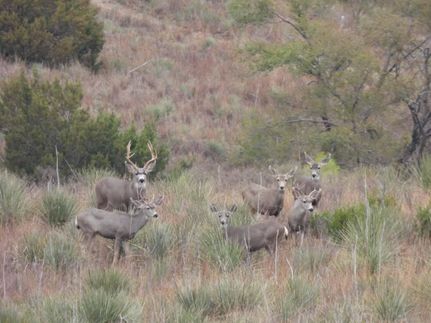 Commercial Property in Donley County, Texas