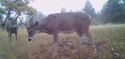 Hunting Property in Crook County, Wyoming