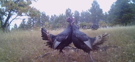 Farm and Ranch in Crook County, Wyoming