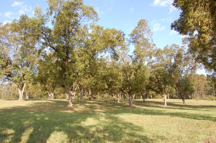 Farm and Ranch in Grady County, Georgia
