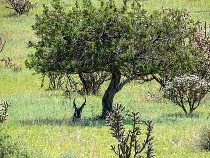 Land in Socorro County, New Mexico