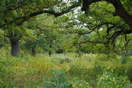 Undeveloped Land in Limestone County, Texas