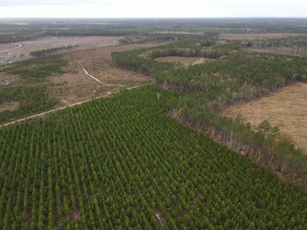 Timberland Property in Northampton County, North Carolina