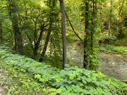 Undeveloped Land in Lee County, Virginia