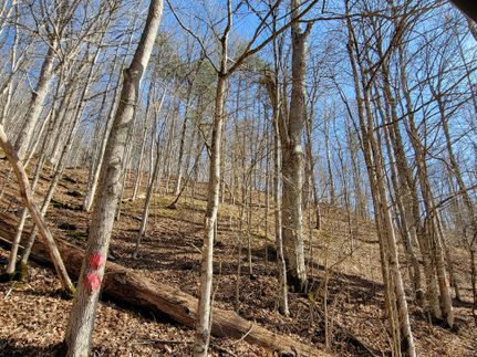 Hunting Property in Wirt County, West Virginia