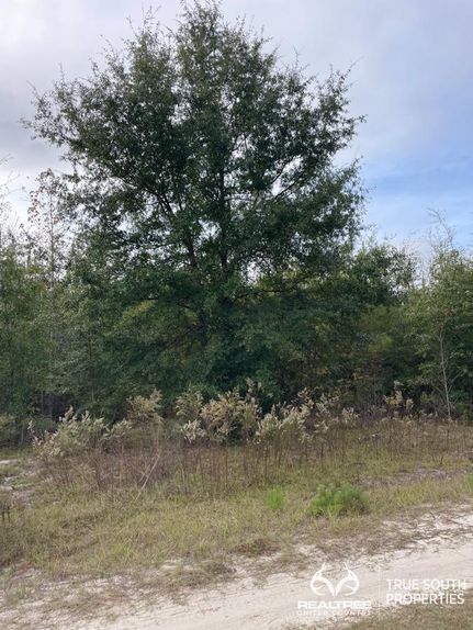 Undeveloped Land in Jasper County, South Carolina
