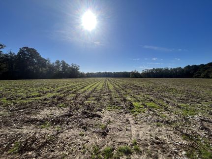 Undeveloped Land in Dorchester County, South Carolina