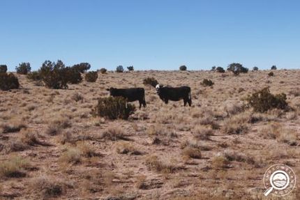 Undeveloped Land in Coconino County, Arizona