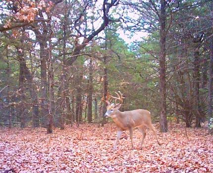 Undeveloped Land in Lincoln County, Oklahoma