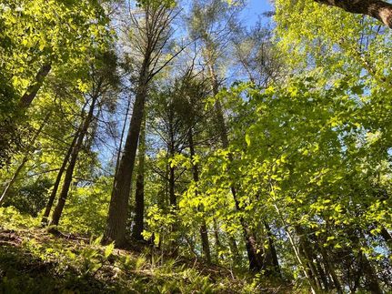 Undeveloped Land in White County, Georgia
