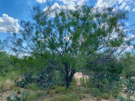 Hunting Property in Dimmit County, Texas