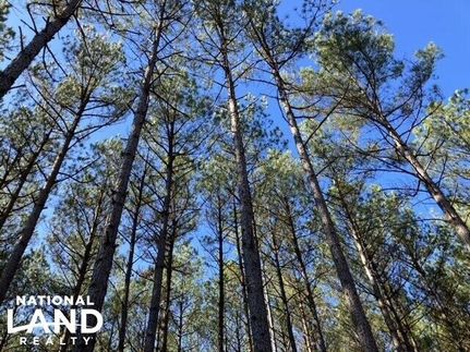 Timberland Property in Prentiss County, Mississippi