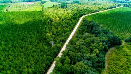 Undeveloped Land in Appling County, Georgia