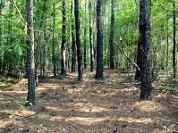 Timberland Property in Greene County, Georgia