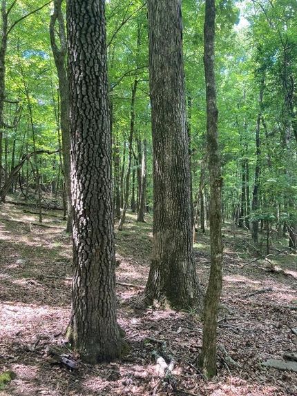 Hunting Property in Madison County, Alabama